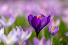 Crocus Tommasinianus