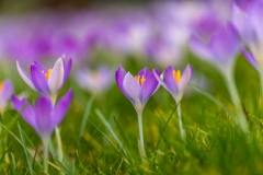Crocus Tommasinianus