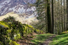 Lanthwaite Wood