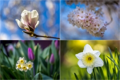 Spring flowers
