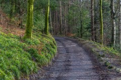 Lanthwaite Wood