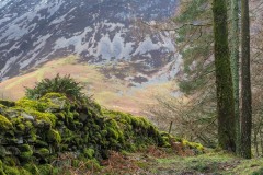Lanthwaite Wood walk