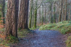 Crummock Water walk, Lanthwaite Wood