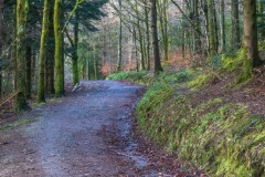 Lanthwaite Wood