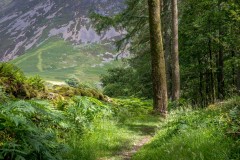 Lanthwaite Wood walk