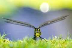 Southern Hawker dragonfly