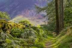 Lanthwaite Wood