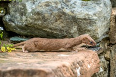 weasel