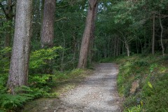 Lanthwaite Wood
