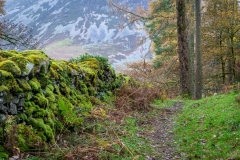 Lanthwaite Wood walk