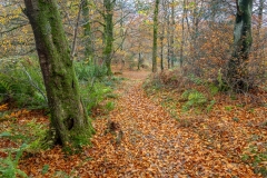 Lanthwaite Wood