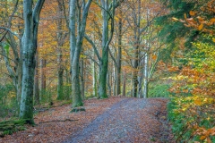 Lanthwaite Wood