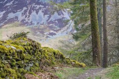 Lanthwaite Wood, Whiteside