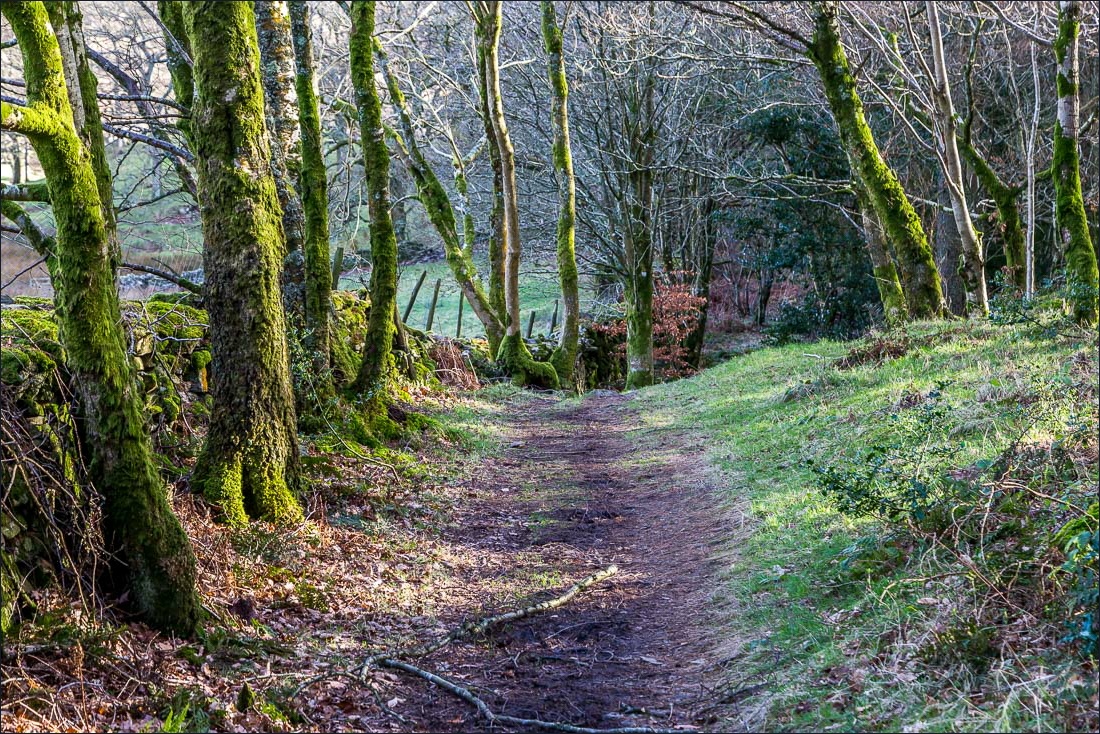 Lanthwaite wood walk