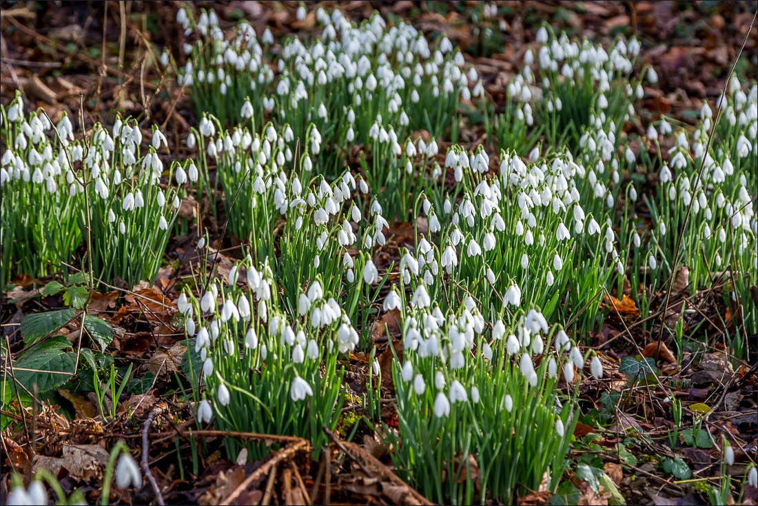 Snowdrops in Lanthwaite Wood