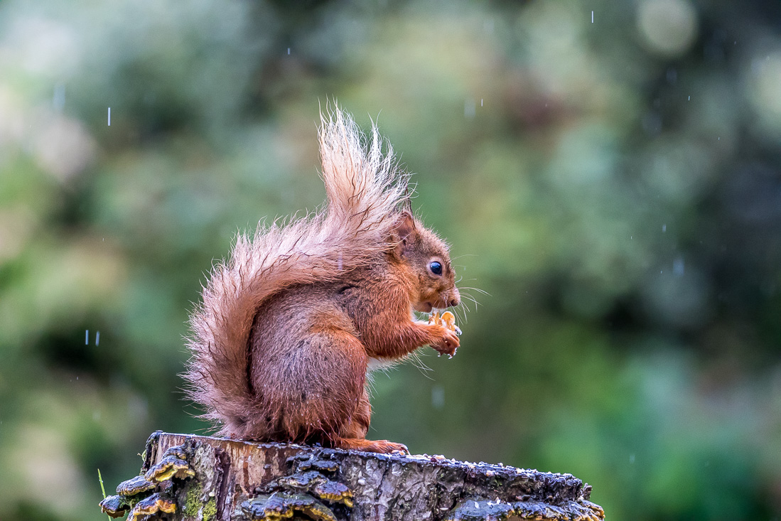 red squirrel Lake District