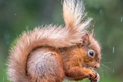 red squirrel Lake District