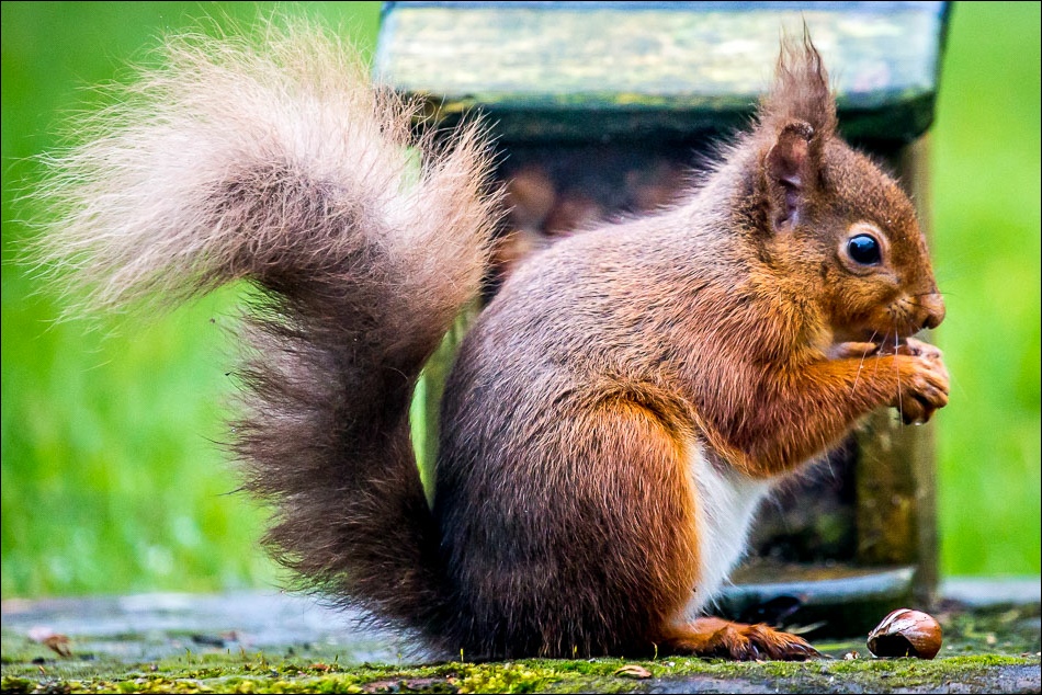 red squirrel, Lake District