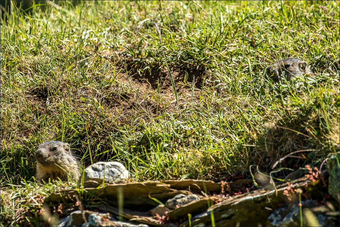 La Ripera walk, marmot La Ripera walk, marmot