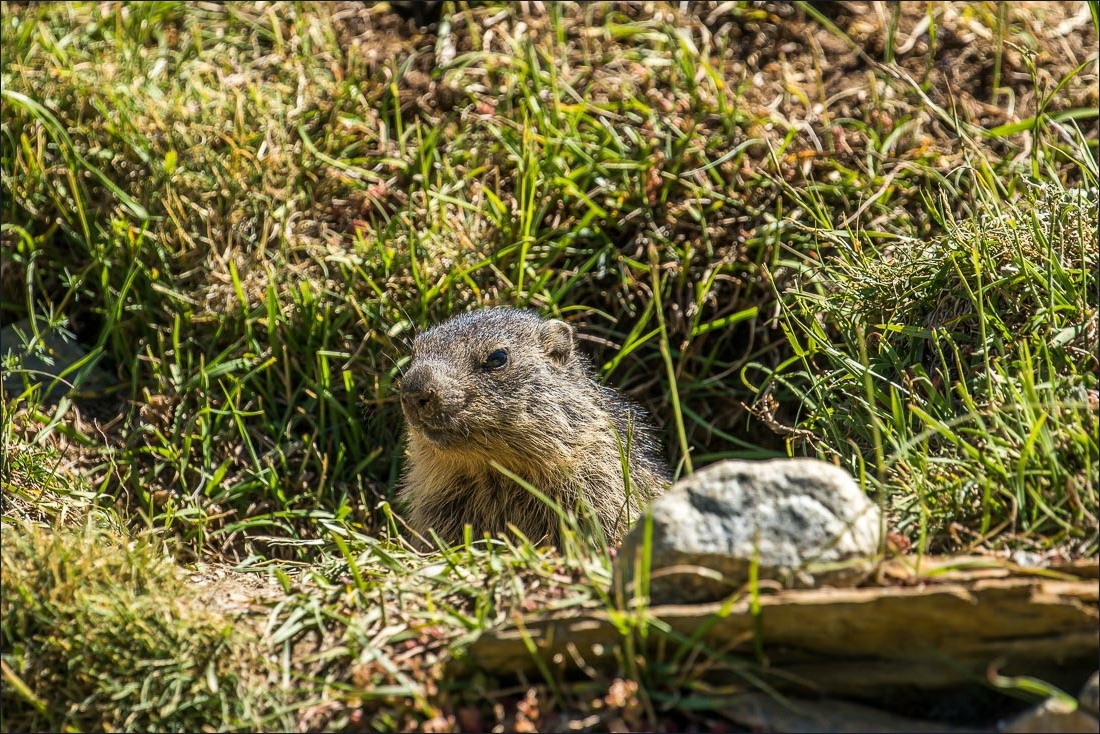 La Ripera walk, marmot La Ripera walk, marmot
