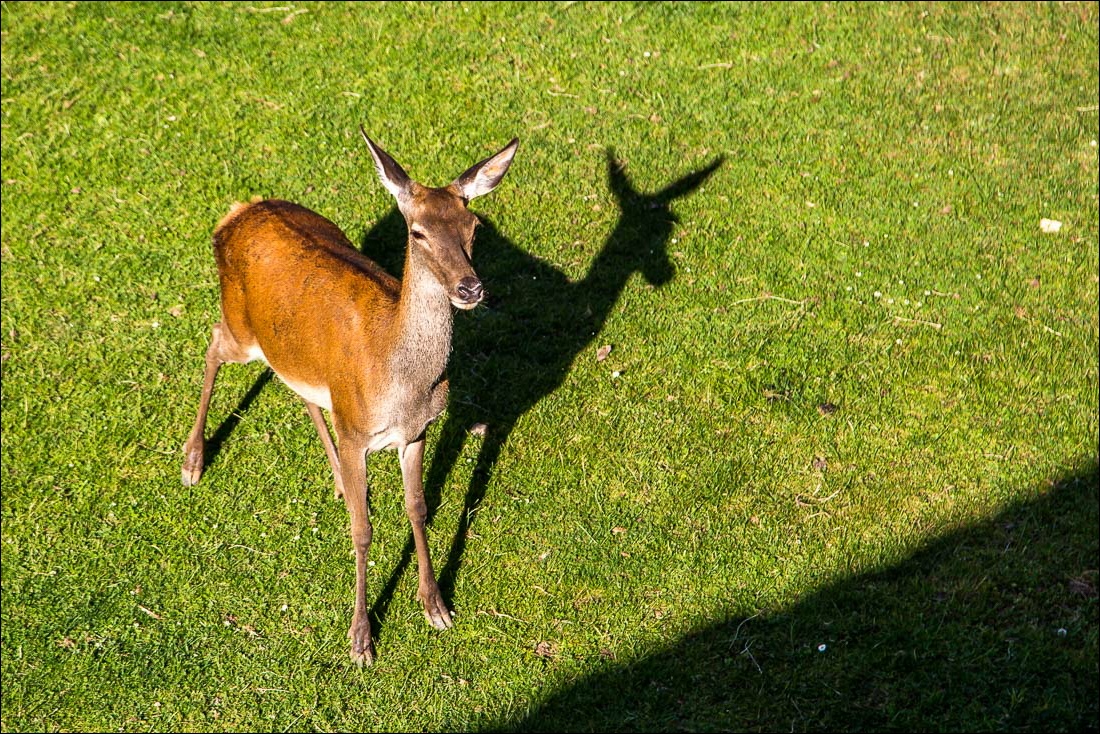 Jaca Citadel, red deer Jaca Citadel, red deer