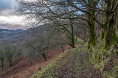 Brundholme Wood