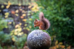 Red squirrel