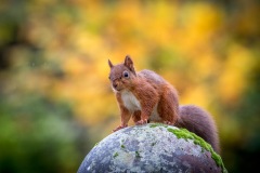 Red squirrel