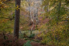 Latrigg Woods