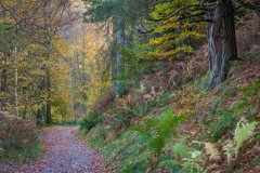 Latrigg Woods