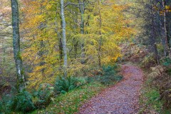 Latrigg Woods