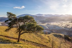 Scots pine tree