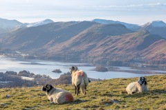 Latrigg walk