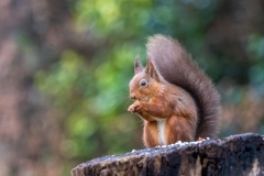 Red squirrel