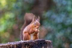 Red squirrel