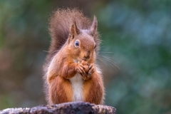 Red squirrel