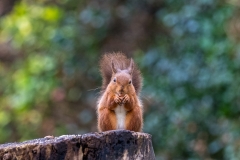 Red squirrel