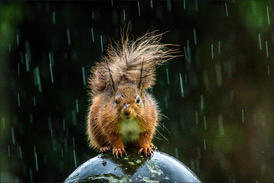 red squirrel in the rain