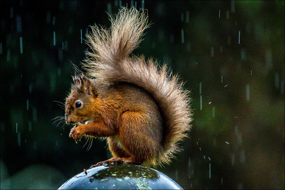 red squirrel in the rain