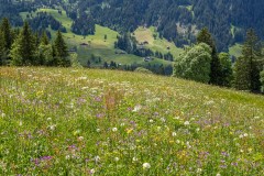 Lauenen Valley