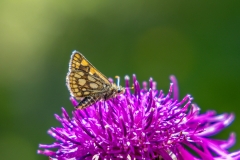 Chequered skipper