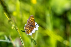 Heath fritillary