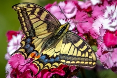 Swallowtail, sweet william