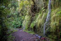 Levada do Furado, mosses