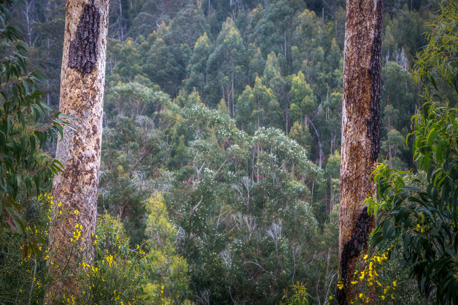 Laurel, eucalyptus trees