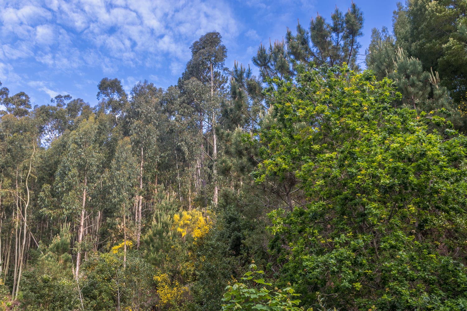 Madeira forest