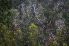 Madeira sub-tropical forest