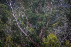Madeira sub-tropical forest