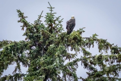Bald eagle