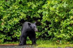 Black bear